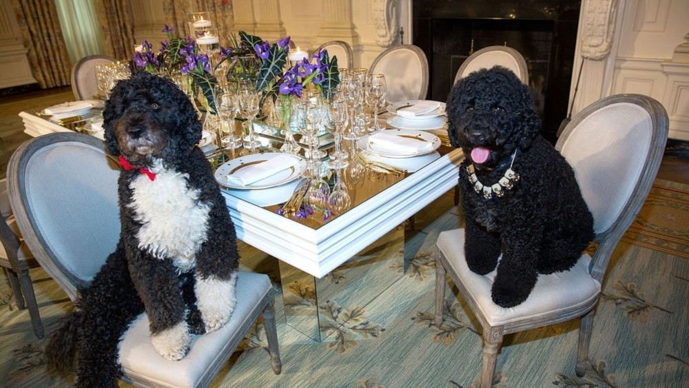 Os cachorrinhos Bo e Sunny, do ex-presidente americano Barack Obama