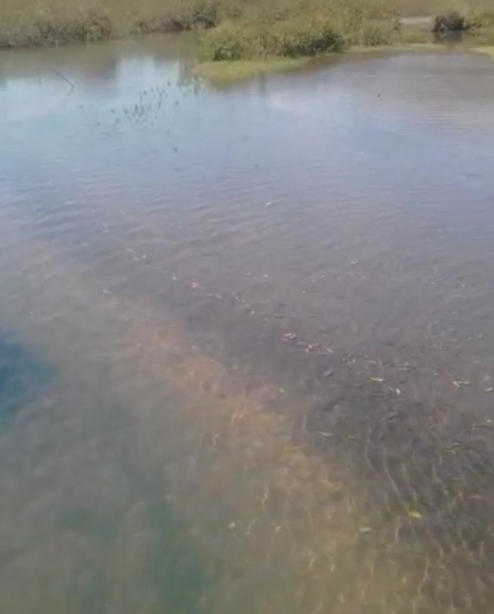 Cerca de 500 quilos de peixes mortos foram encontrados em rio — Foto: Reprodução