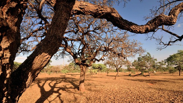 clima, seca, cerrado (Foto: Arquivo/Agência Brasil)