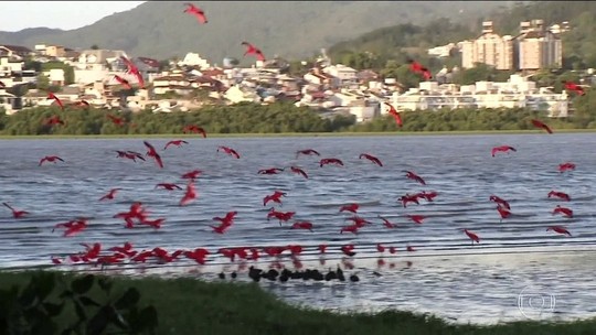 Pássaro Guará é visto em Florianópolis após 160 anos 