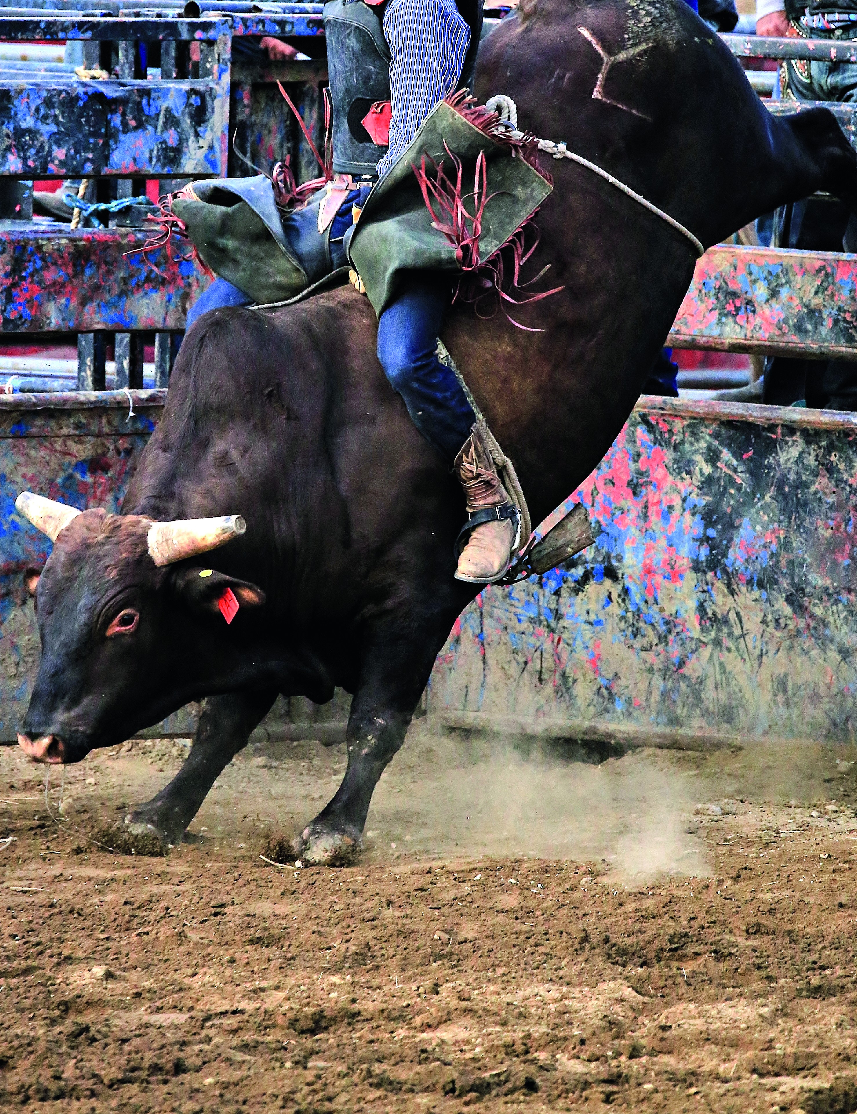 rodeio-touros (Foto: Getty Images)