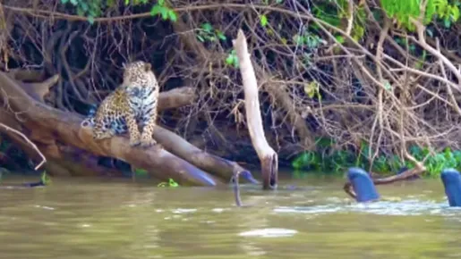 Várias ariranhas se juntam e põem onça para correr no Pantanal; veja o vídeo