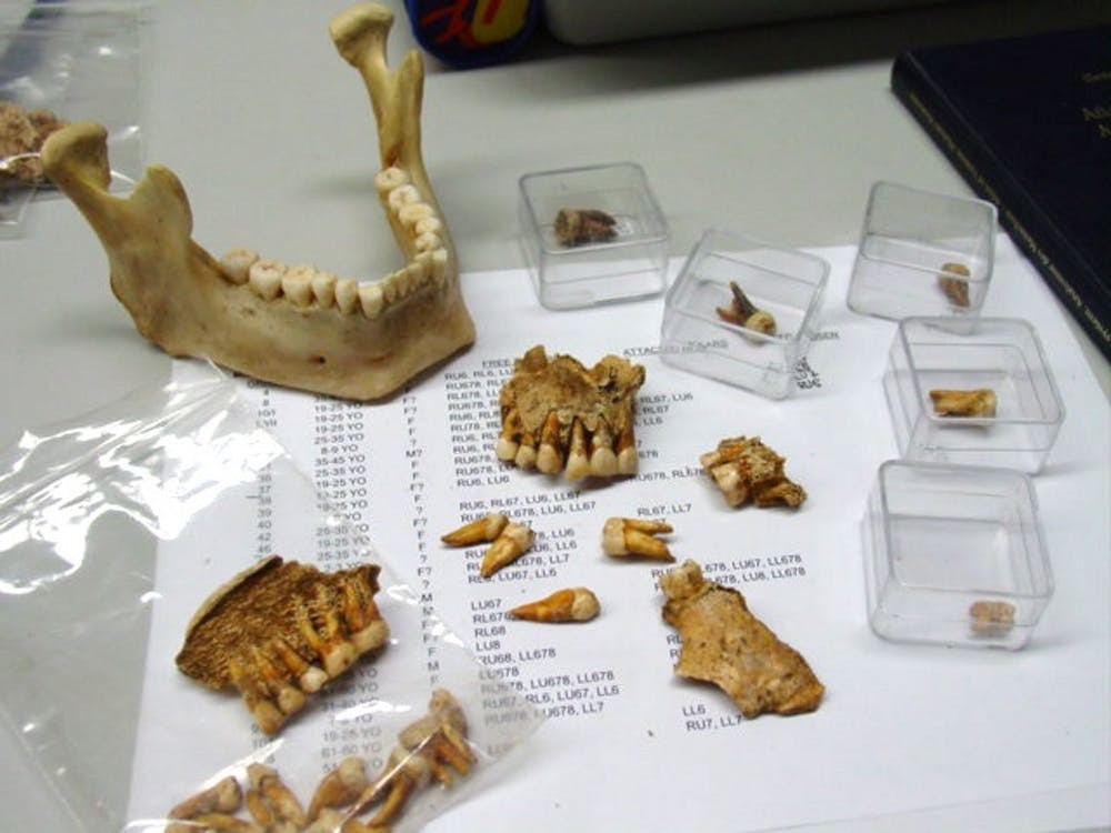 Alguns dos dentes da pesquisa eram do Naturhistorisches Museum, na Áustria (Foto: Philip Farrell, CC BY-ND)