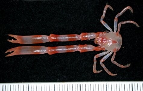 Nova espécie de lagosta (Foto: CSIRO)