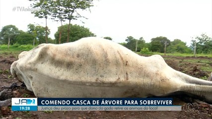 Justiça dá prazo para que dono de gado retire animais do local; entenda