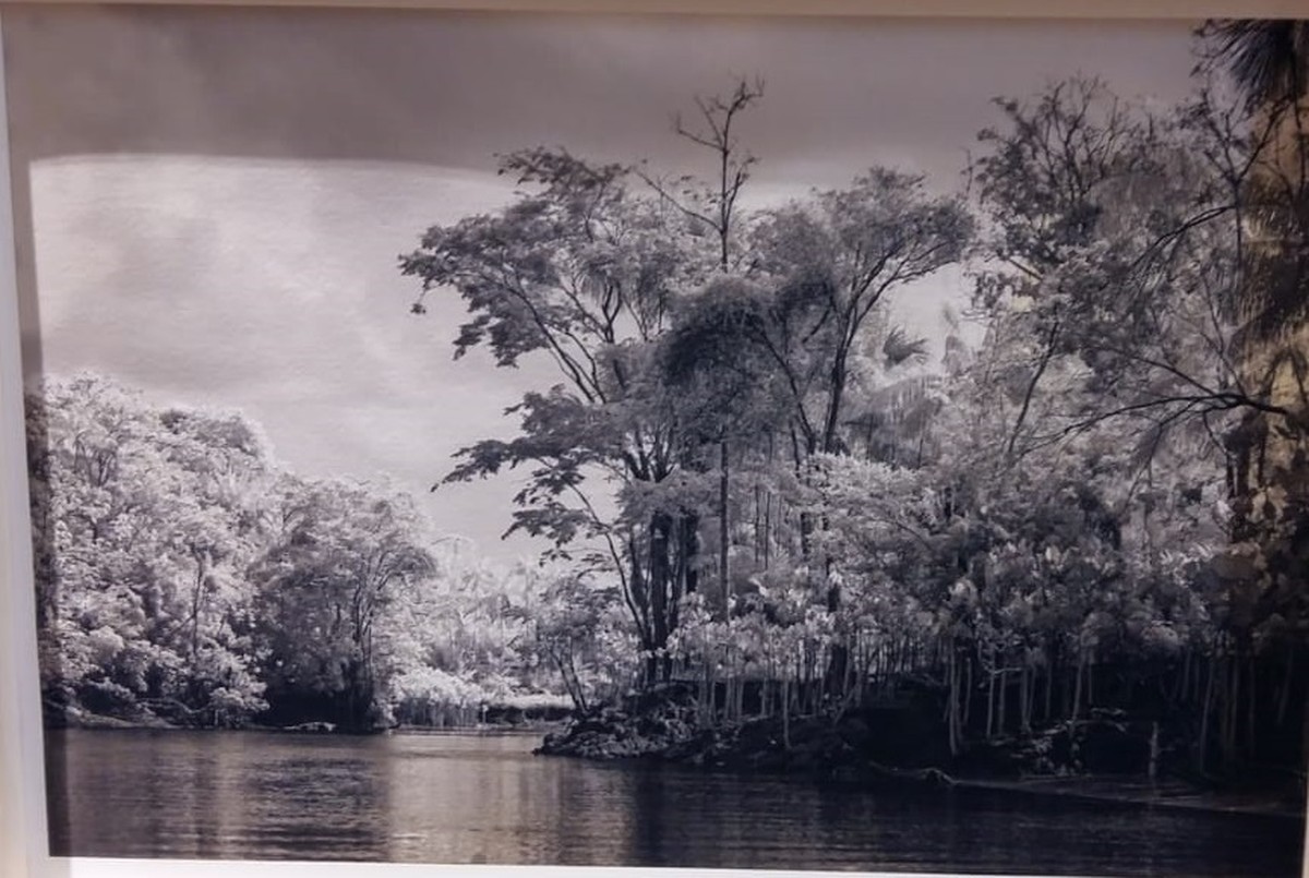 Museu de Piracicaba recebe exposição com fotografias da floresta