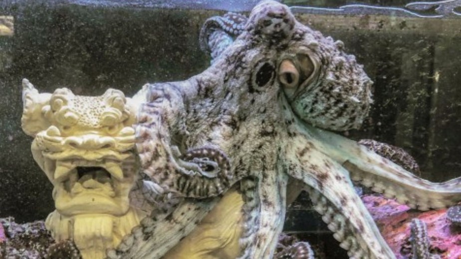 Um polvo diurno (Octopus cyanea) posa com um Shisa, uma criatura do folclore de Okinawa