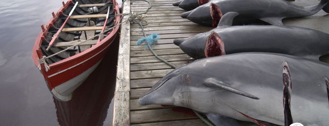 Golfinhos são caçados nas Ilhas Faroe — Foto: Divulgação