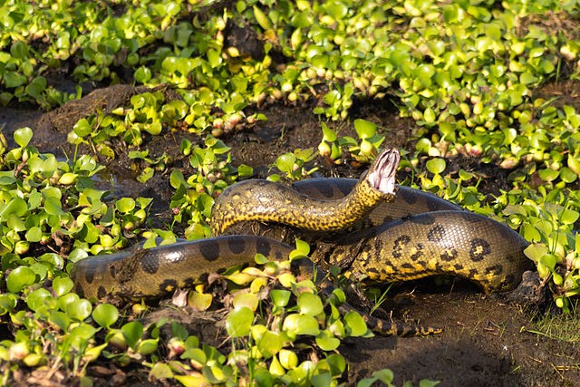 A píton-reticulada é a maior cobra do mundo (Foto: Wikimedia Commons / CreativeCommons)