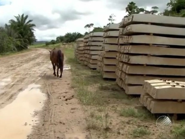 Com obras paradas, animais pastam em trecho de rodovia (Foto: Imagens / TV Bahia)