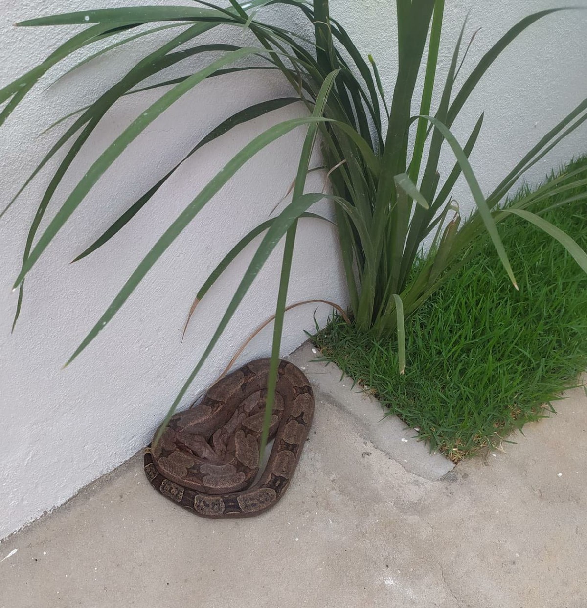 Bombeiros capturam jiboia e iguana em casas de Montes Claros
