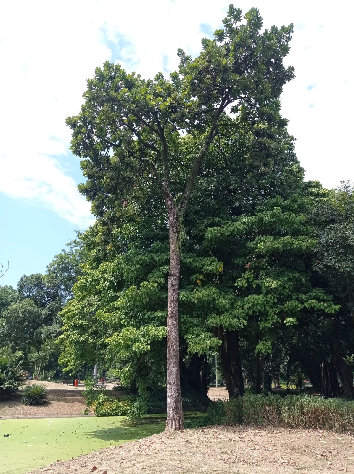 A árvore-do-Imperador, no Campo de Santana, vai receber tratamento especial  para evitar danos | Ancelmo - O Globo