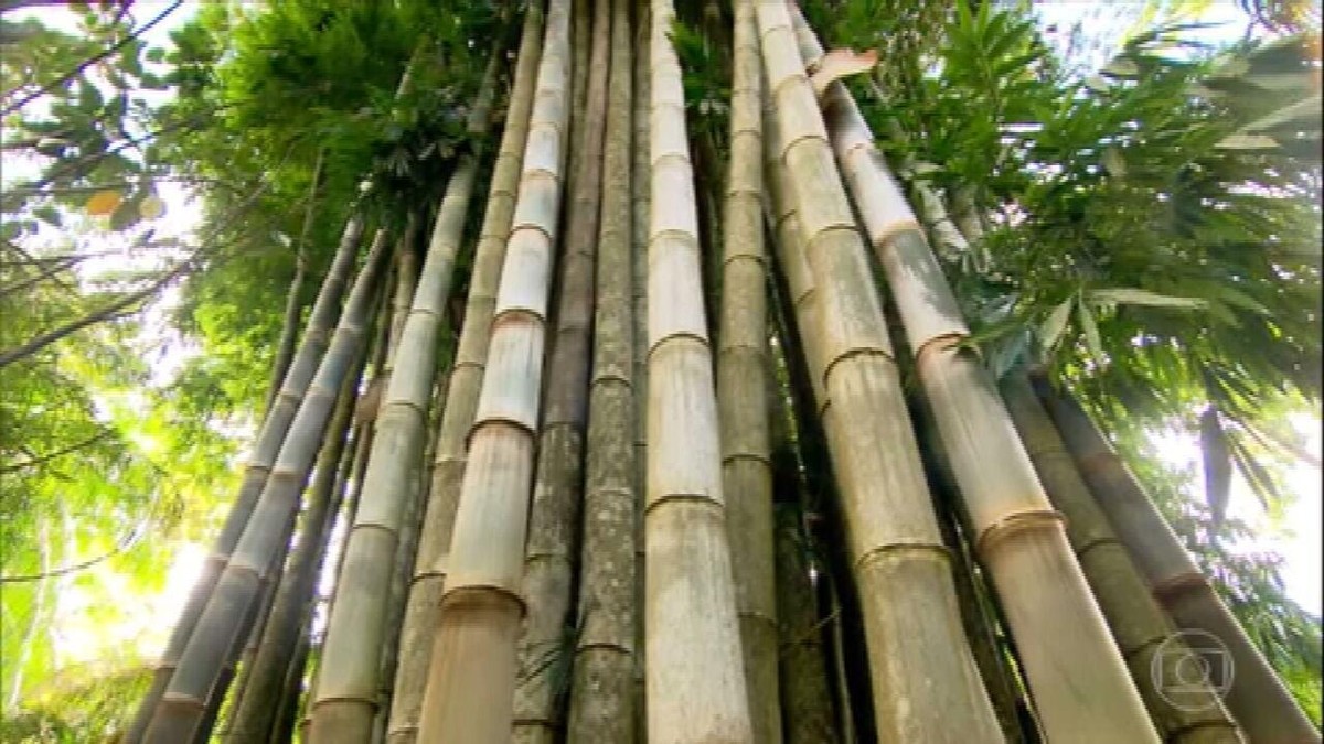 Reveja reportagem sobre a versatilidade do bambu thumbnail