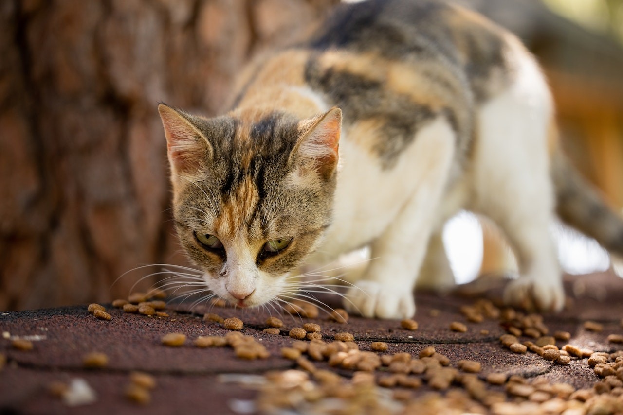 Os felinos comem muito mais pelo olfato que pelo paladar (Foto: pexels/engin-akyurt/CreativeCommons)