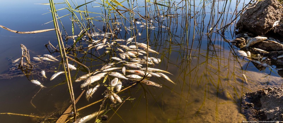 A misteriosa morte em massa de peixes na fronteira alemã — Foto: Frank Hammerschmidt/dpa/picture alliance