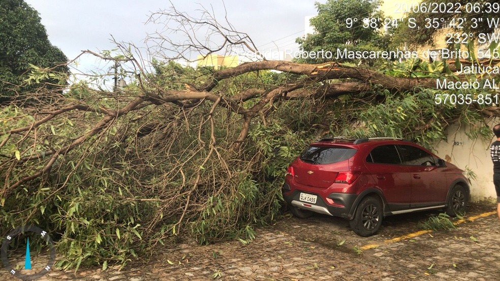 Árvore cai sobre carros na Jatiúca, em Maceió, alagoas — Foto: Adalberto Souza/Arquivo Pessoal