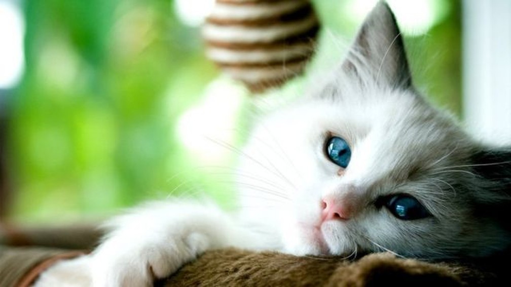 Gatos podem pegar o coronavírus, mas episódios conhecidos são raros — Foto: Getty Images/Via BBC