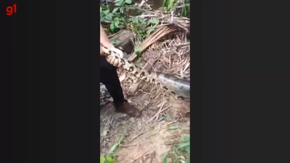 Homem puxa sucuri pelo rabo em Rondônia — Foto: Reprodução