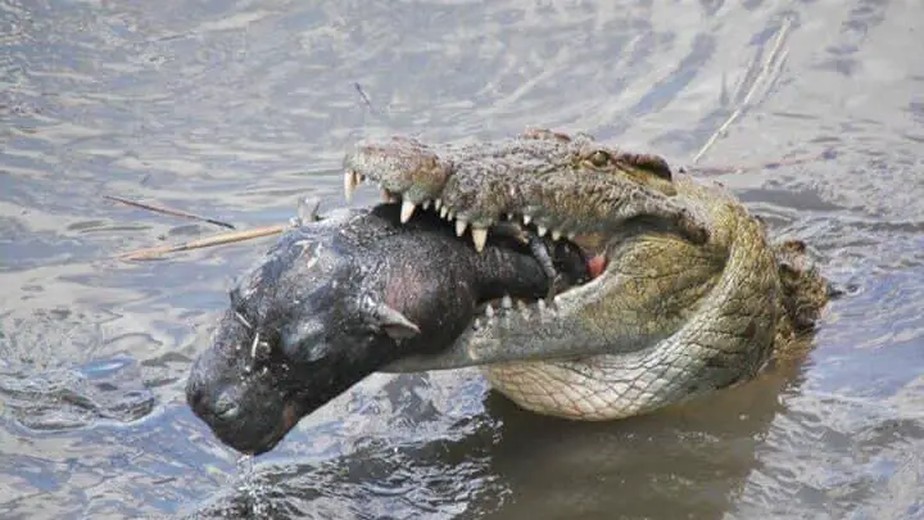 Crocodilo comendo um bebê hipopótamo