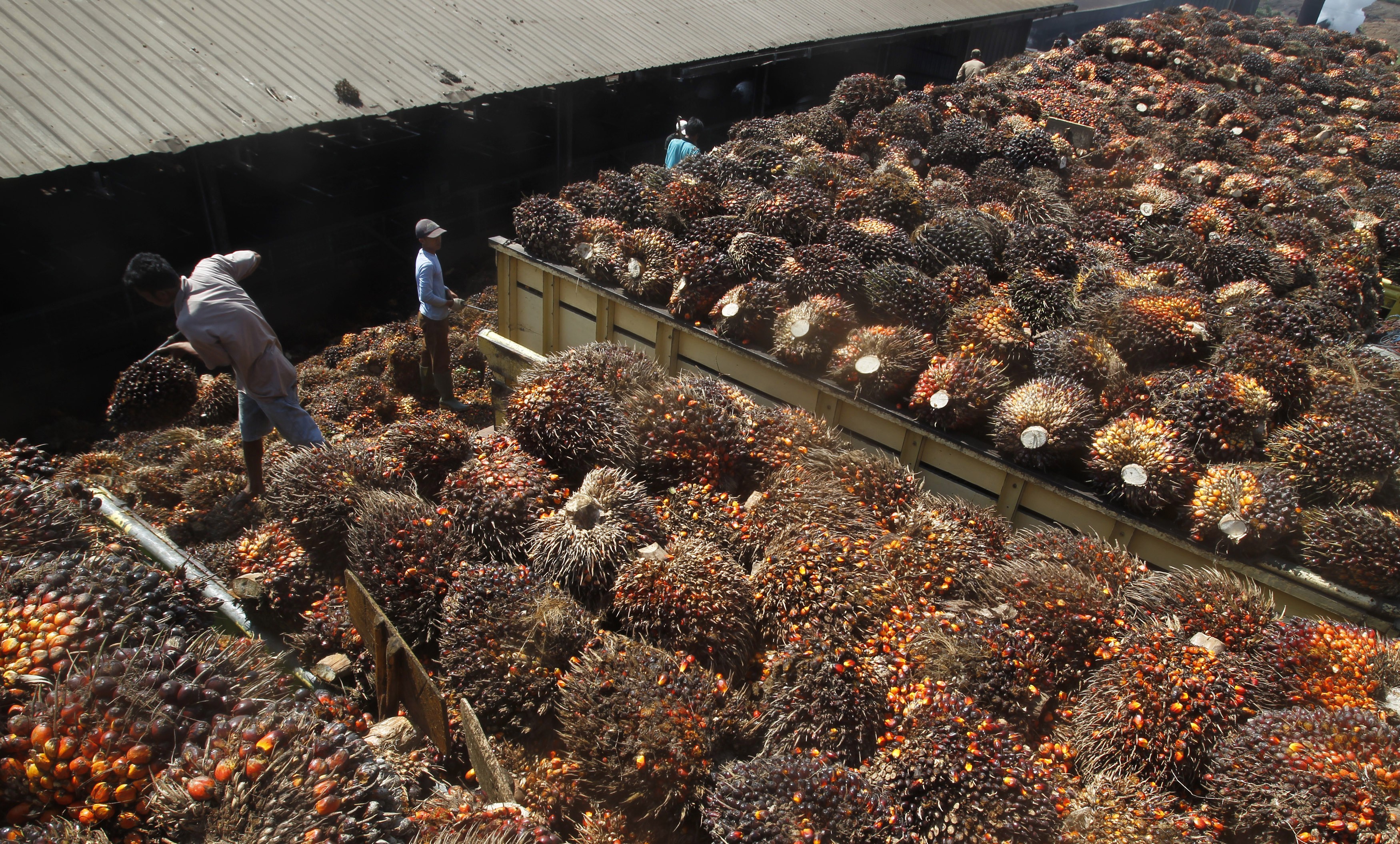 Trabalhadores carregam frutos da palma (Foto: REUTERS/Supri)
