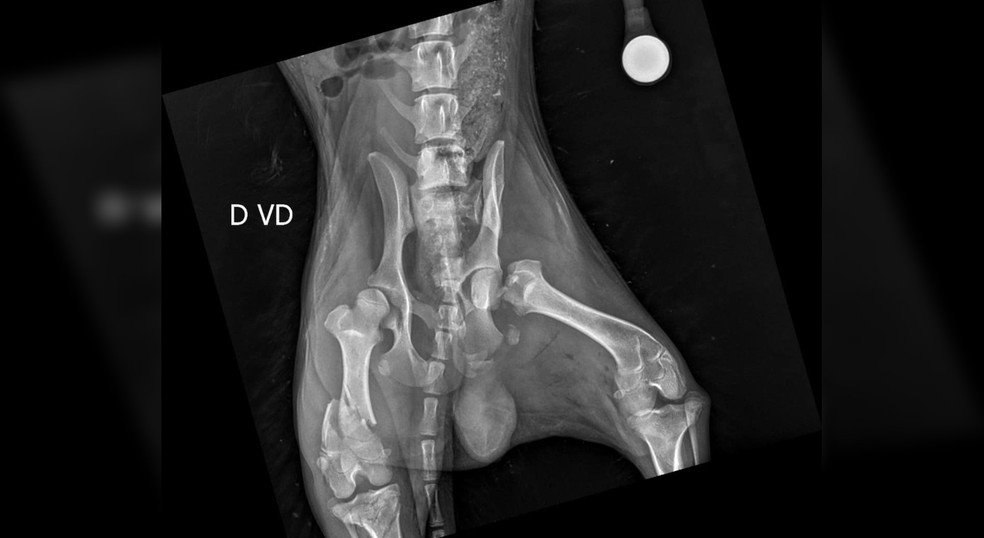 O cachorro encontrado em Itapeva (SP) foi diagnosticado com o fêmur das duas pernas e a bacia quebrados  — Foto: Reprodução