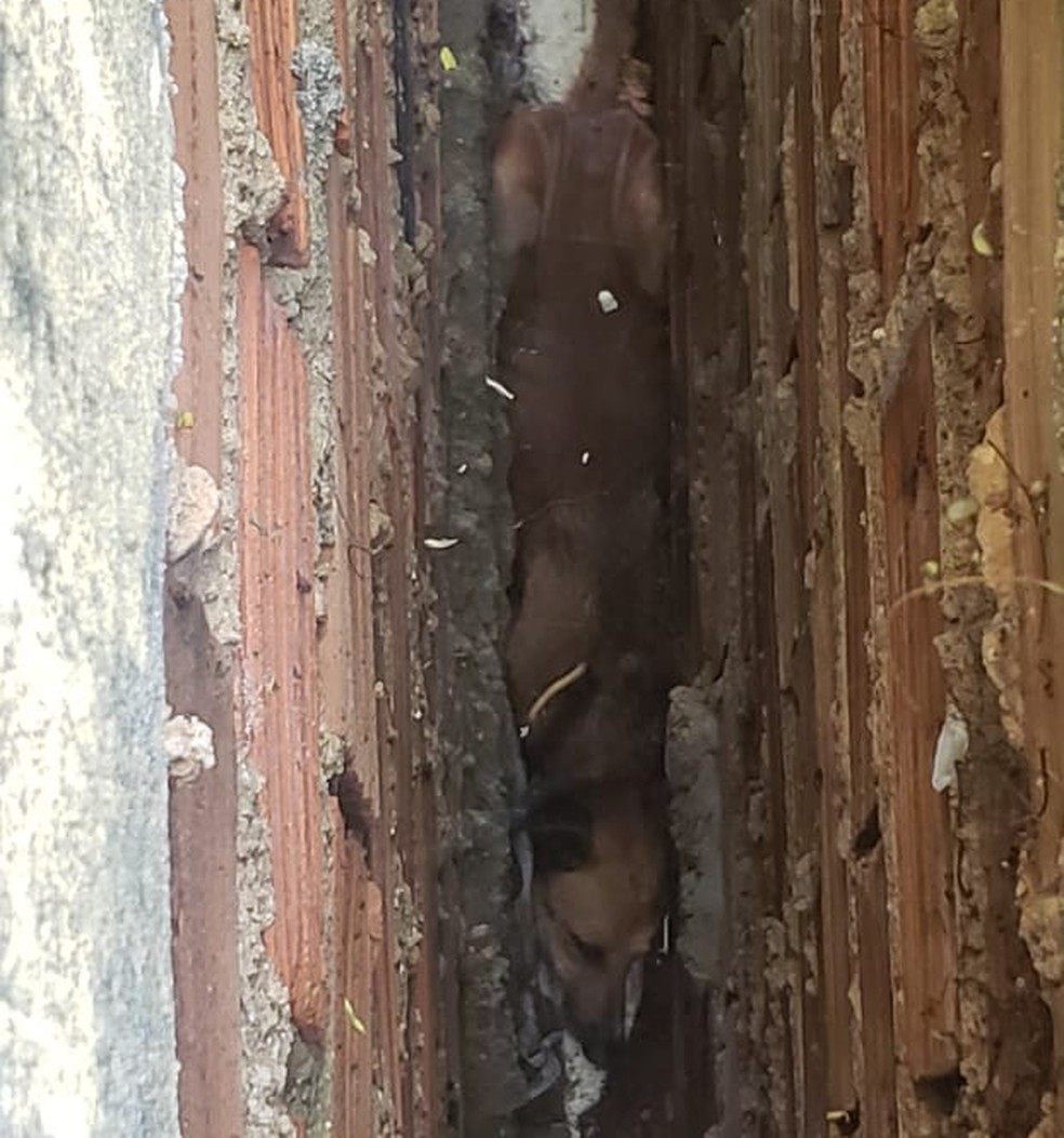 Cão foi achado preso entre dois muros, em Teresina, e está bastante debilitado.  — Foto: Divulgação/Corpo de Bombeiros