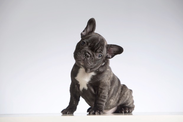 Baby Purebred French Bulldog Looking at the Camera (Head Cocked). Studio shot (indoors). White background. Horizontal format. Shot with Canon EOS 5D. (Foto: Getty Images/iStockphoto)