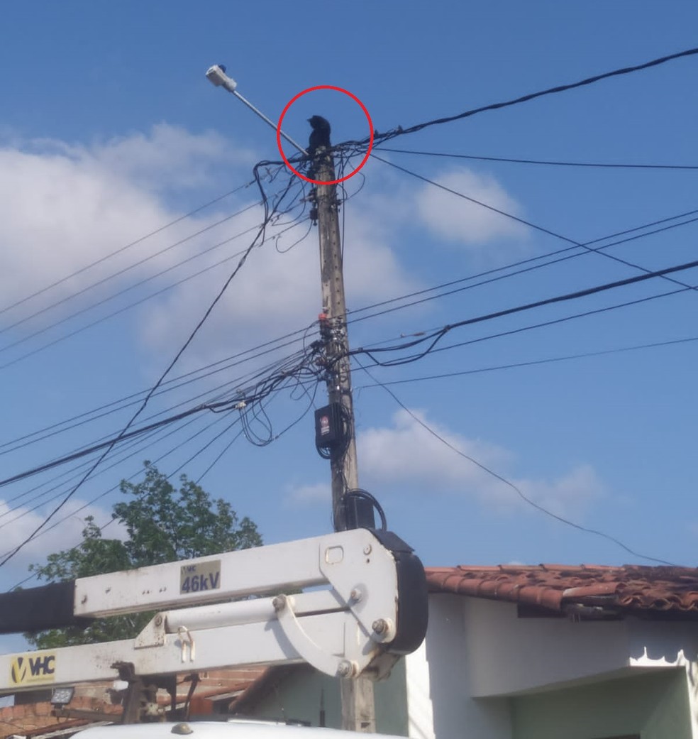 Gato foi resgatado após passar 24 horas em cima de um poste — Foto: Cosern/Divulgação