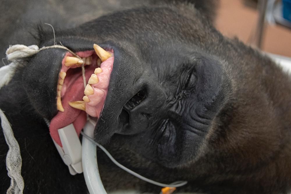 Zoológico de Miami realiza teste de coronavírus em Gorila (Foto: Reprodução/Twitter)