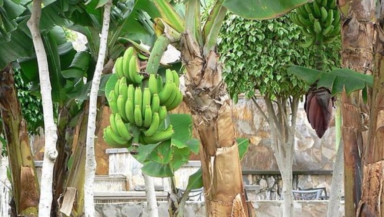 banana-bananeira-arvore (Foto: Pixnio/Creative Commons)