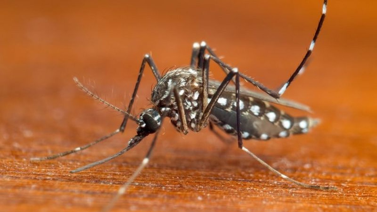 Muriaé records nearly 800 new cases of dengue fever in one week;  Average over 100 per day |  wood area