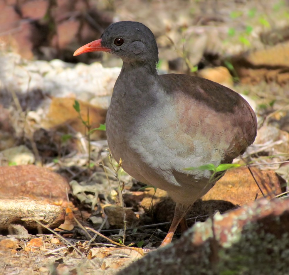 O inhambu-chintã (Crypturellus tataupa) ocorre desde o Nordeste brasileiro até a Argentina — Foto: Breno Farias/VC no TG