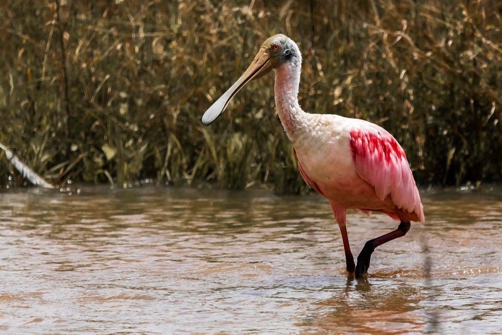 Colheiro é registrado em lagoa no Pantanal — Foto: Geancarlo Merighi/Arquivo pessoal