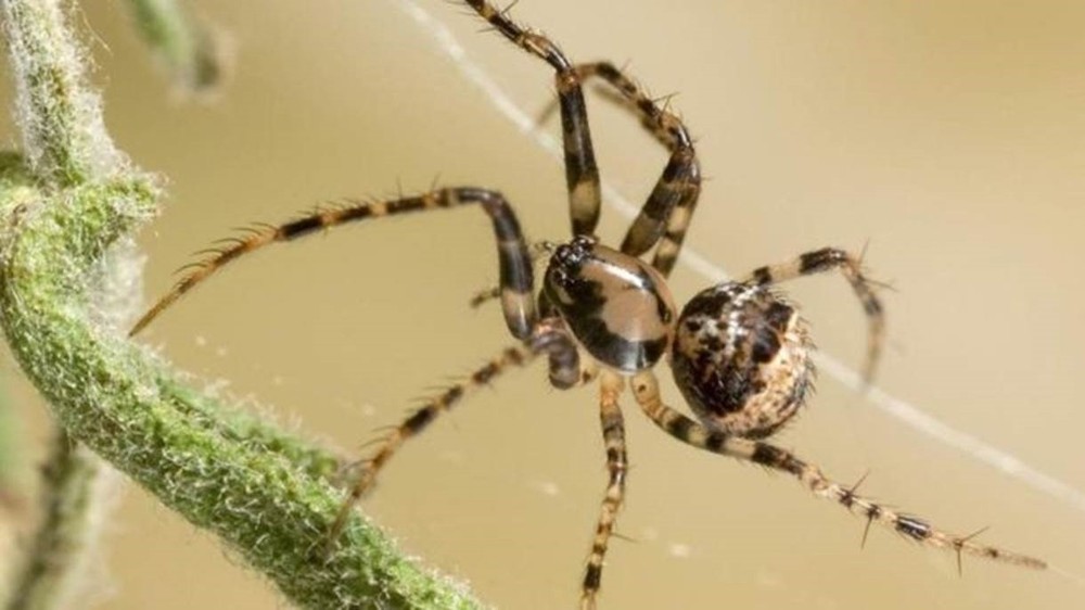 A aranha pirata (Ero sp.) na teia de outra aranha (Foto: Stephen Dalton/naturepl.com)