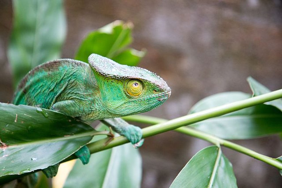 "Calumma parsonii" é uma espécie de camaleão nativa de Madagascar que pode chegar até 65 centímetros de comprimento — Foto: Reprodução/Wikimedia Commons