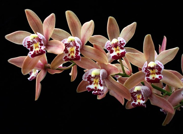 Cymbidium: conheça o gênero de orquídeas e saiba como cuidar - Casa e  Jardim | Orquídeas