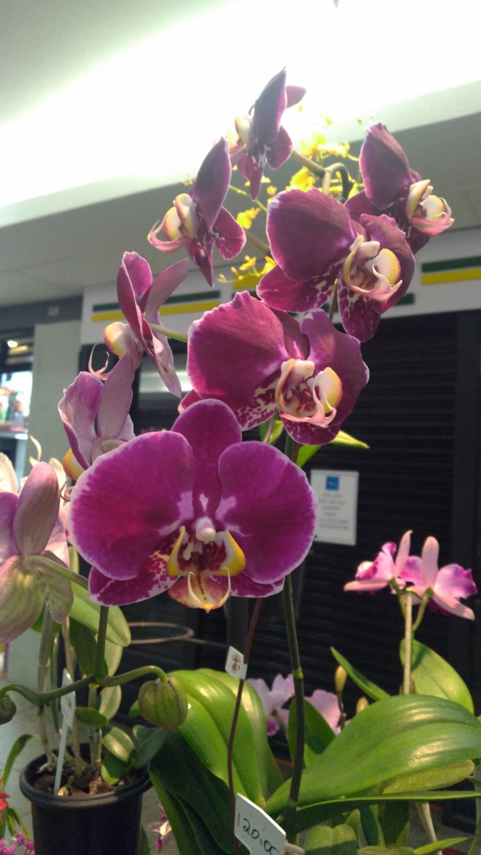 Produtores de flores de Nova Friburgo, RJ, encontram no turismo uma  oportunidade para se recuperar da crise | Região Serrana | G1