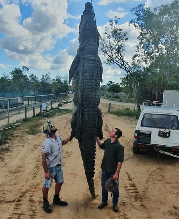 Crocodilo de 4,6m foi encontrado morto por membros da fazenda onde vivia (Foto: Koorana Crocodile Farm)