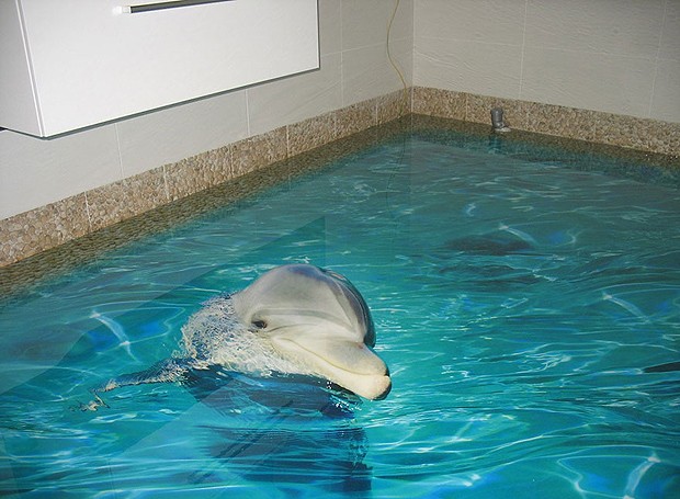 Até golfinhos podem fazer parte do banheiro nas imagens dos pisos 3D Liquid Floors  (Foto: Divulgação)
