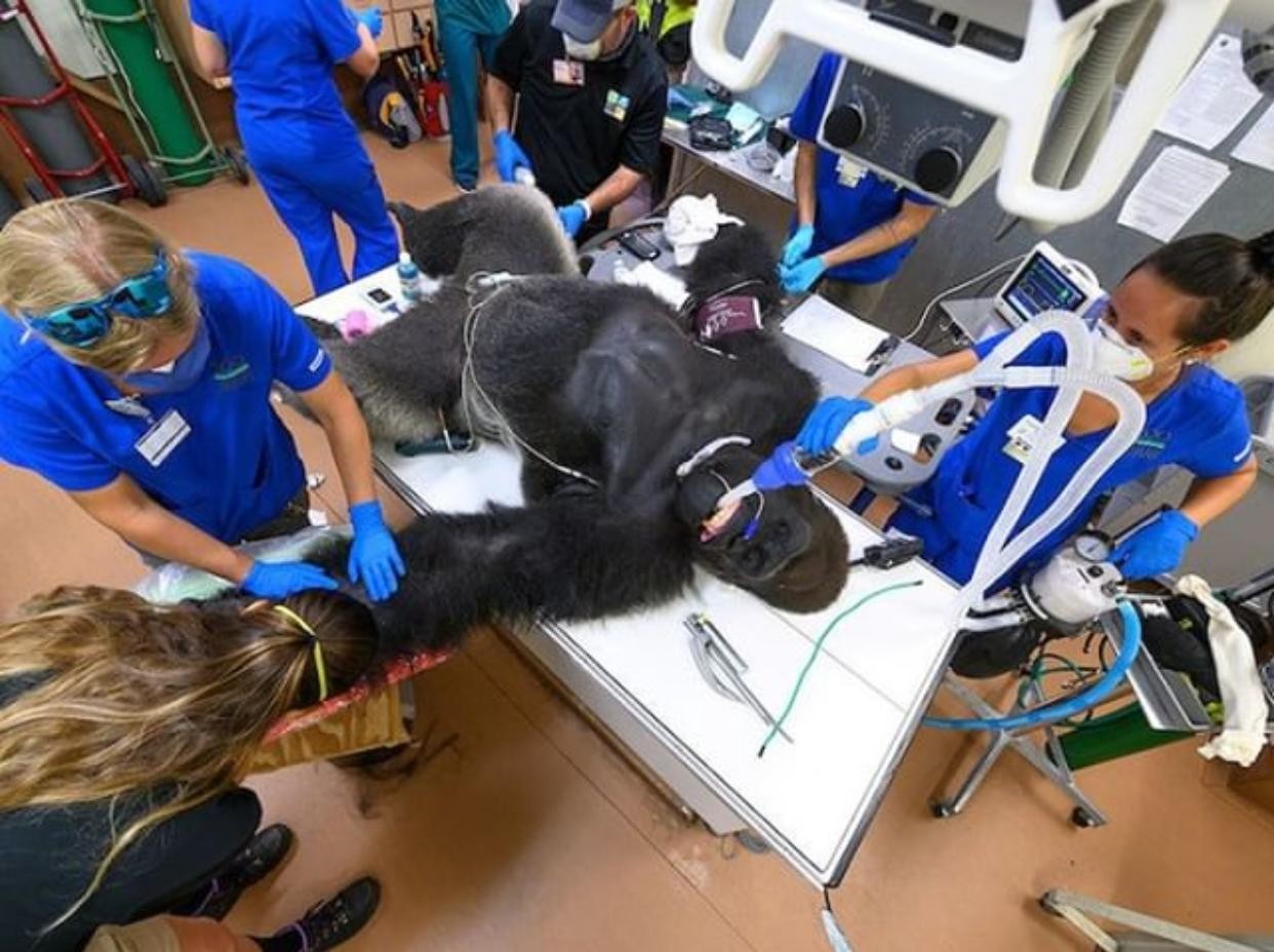 Zoológico de Miami realiza teste de coronavírus em Gorila (Foto: Reprodução/Instagram)