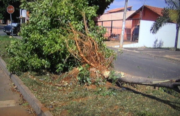 Após bater na moto, o condutor colidiu com uma árvore e a derrubou Goiânia Goiás (Foto: Reprodução/TV Anhanguera)