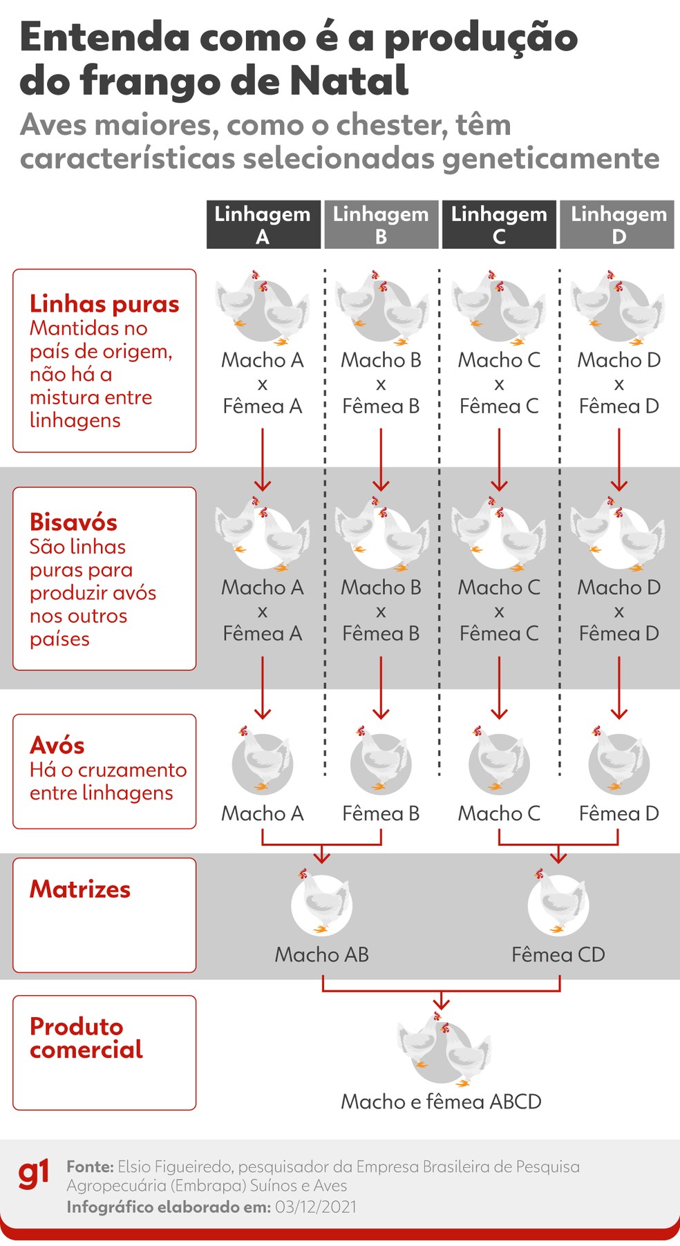 Entenda como é a produção do frango de Natal — Foto: Elcio Horiuchi / Arte g1