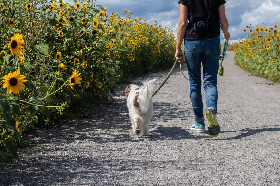 É importante deixar o cão explorar as suas necessidades naturais, como cheirar o ambiente para percebê-lo e entendê-lo — Foto: Unsplash/ dbeausoleil/ CreativeCommons
