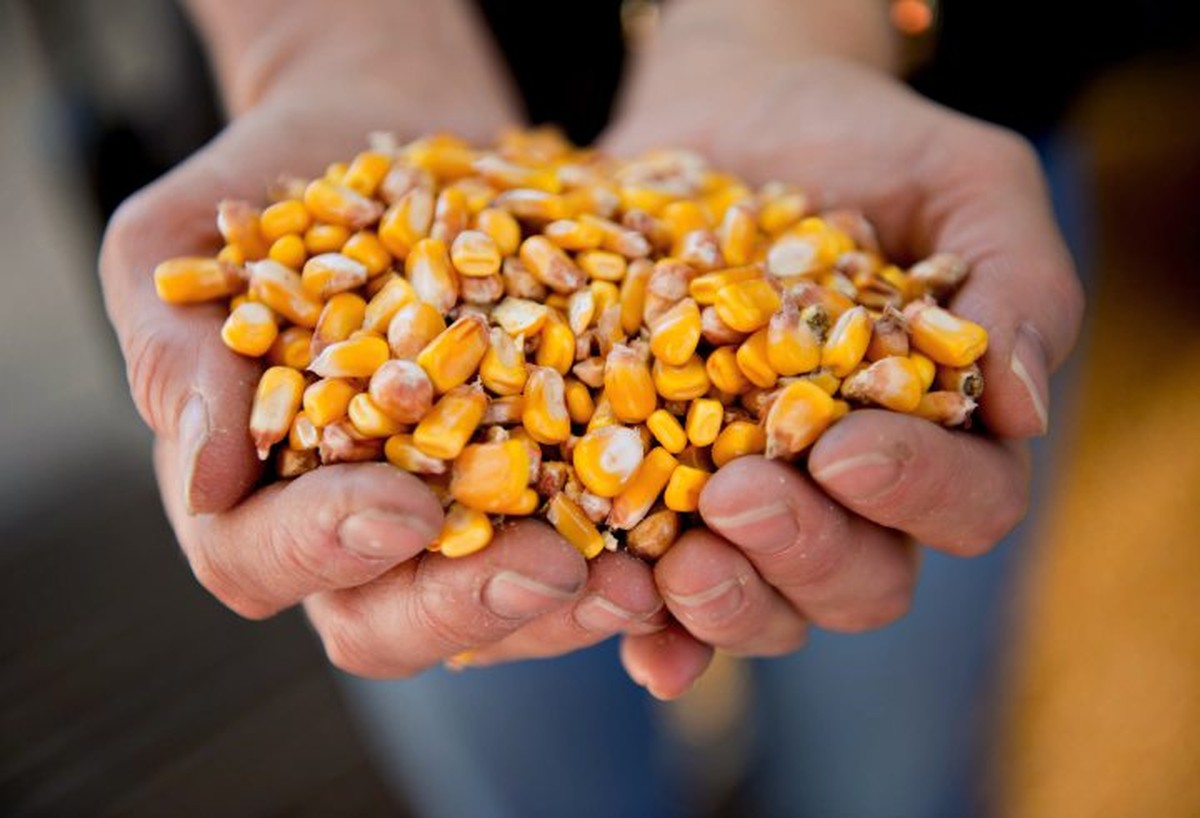 Field beans