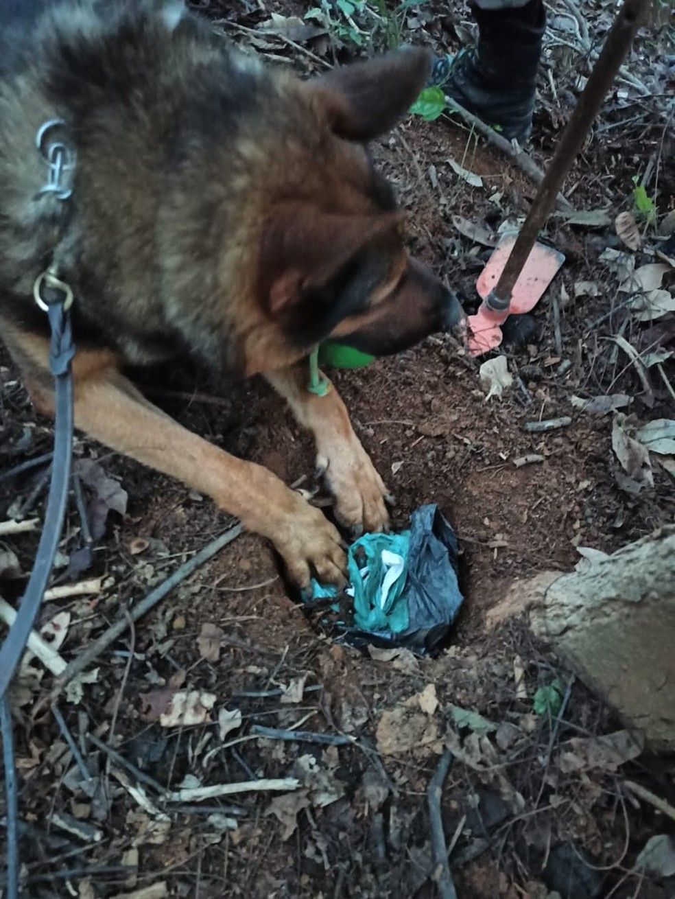 Cão farejador encontrou as drogas em Muriaé — Foto: Polícia Militar/Divulgação