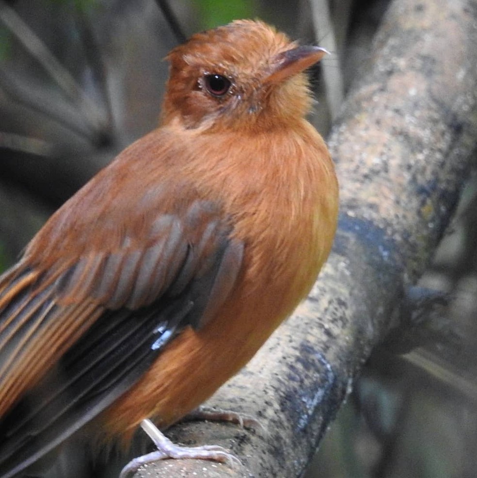 A ave está classificada na categoria Vulnerável da Lista Internacional de Espécies Ameaçadas — Foto: Ricardo Plácido/Arquivo Pessoal