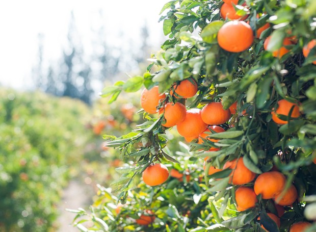 A laranja é uma das frutas com boa safra em setembro (Foto: Max/Unsplash/Creative Commons)
