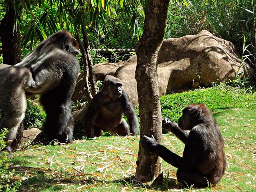 Gorilas Imbi, Lou Lou e Leon no recinto destinado à espécie no zoo de BH — Foto: Suziane Fonseca/Divulgação