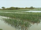 Chuva que não dá trégua no RS provoca muitos estragos no campo