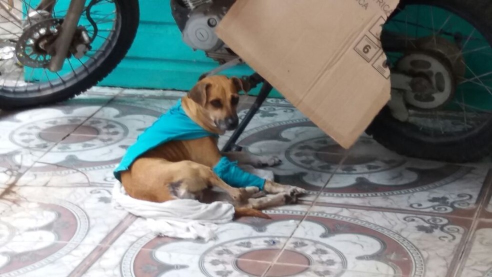 Cachorro atacado por pit bull em MacapÃ¡ foi socorrido por moradores â€” Foto: Jorge Abreu/G1